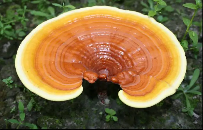 Dried ganoderma lucidum/reishi mushroom; many kinds of mushrooms powder