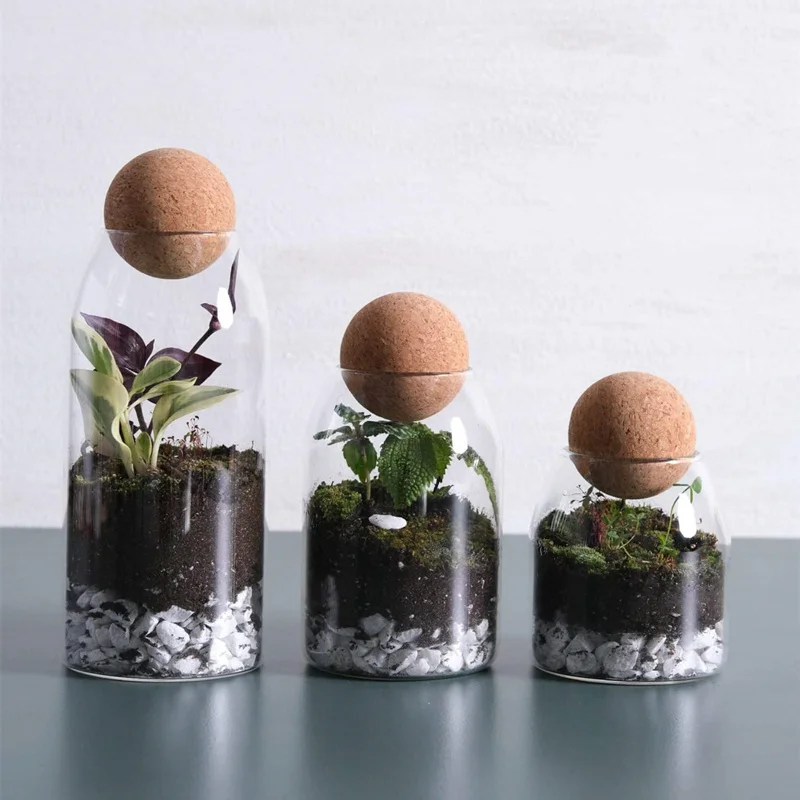 Modern Clear Glass Terrarium Container Jar with Wooden Cork Lid for Green Plant and Moss Decorations as Tabletop Vase