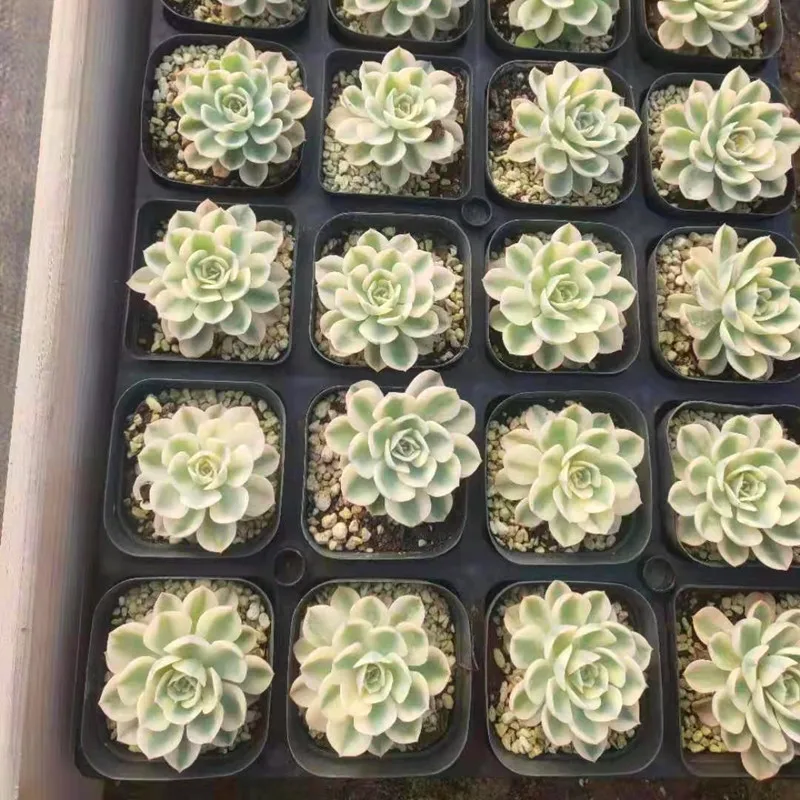 
Live Succulent Plants Wholesale Echeveria Lenore Dean Varieagated 