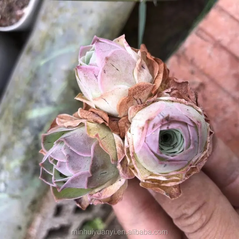 Wholesale of succulent plants Indoor ornamental plants   Greenovia