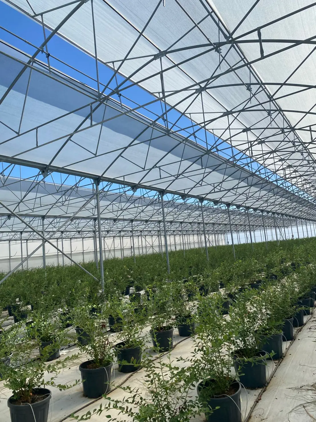 BOYUN-Substrate culture planting pot are used for blueberry cultivation