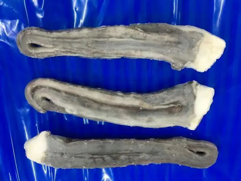 Squid Tentacle A1.jpg