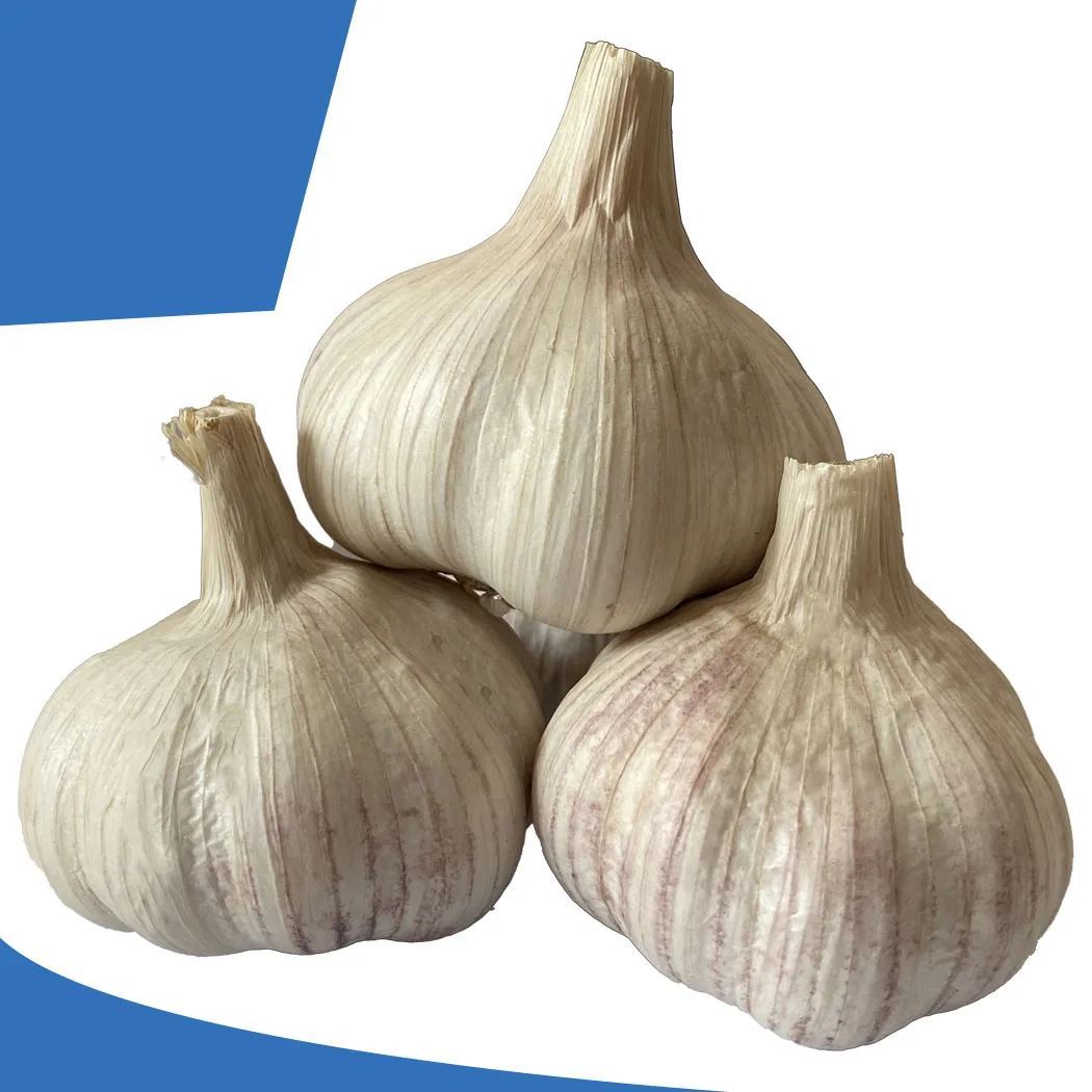 Чеснок чисто белый Shandong высшего качества