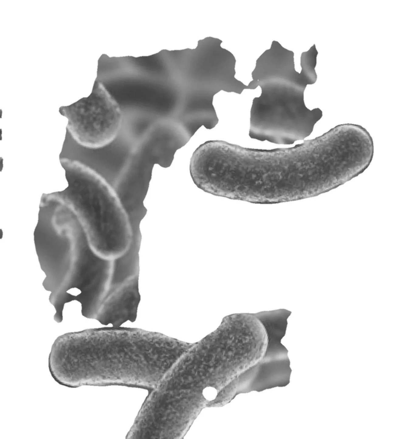High Quality Lactobacillus Plantarum