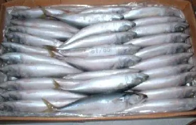 
frozen fresh catch 300-400g big mackerel 
