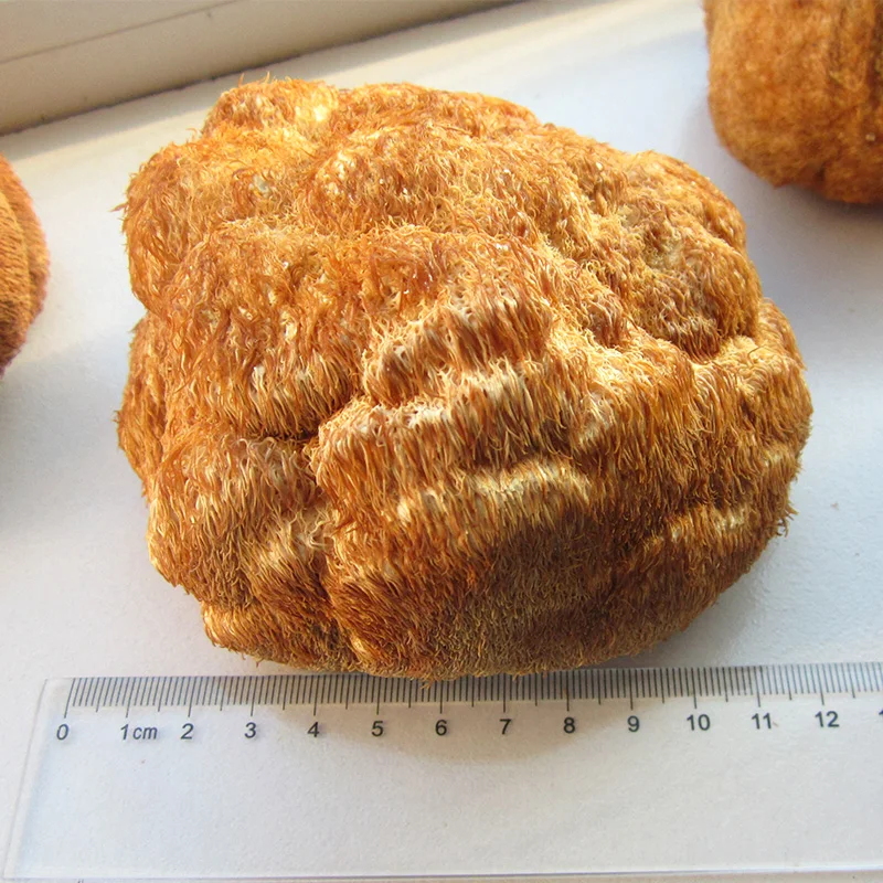 Органический порошковый экстракт грибов Лев/порошковый экстракт грибов Лев по выгодной цене