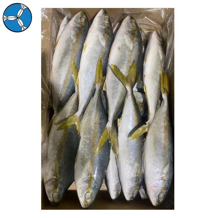 Good Price Top Quality Frozen Fish Yellow Tail Whole Fish for Sale
