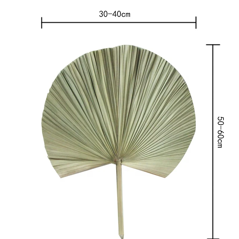 bleached foliage and plant natural dry spear palm leaf flower dried palm leave