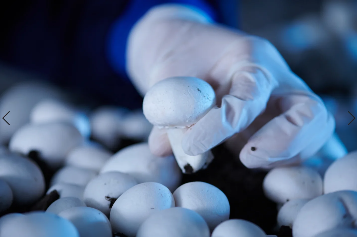 
hot sale white button mushroom spawn chinese mushroom spawn bag 