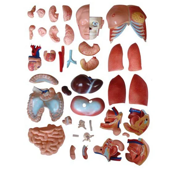 YA/T014 High Quality Anatomy 85cm Suitable for Medical School Hermaphrodite Human Head, Neck, Torso Model 40 Parts