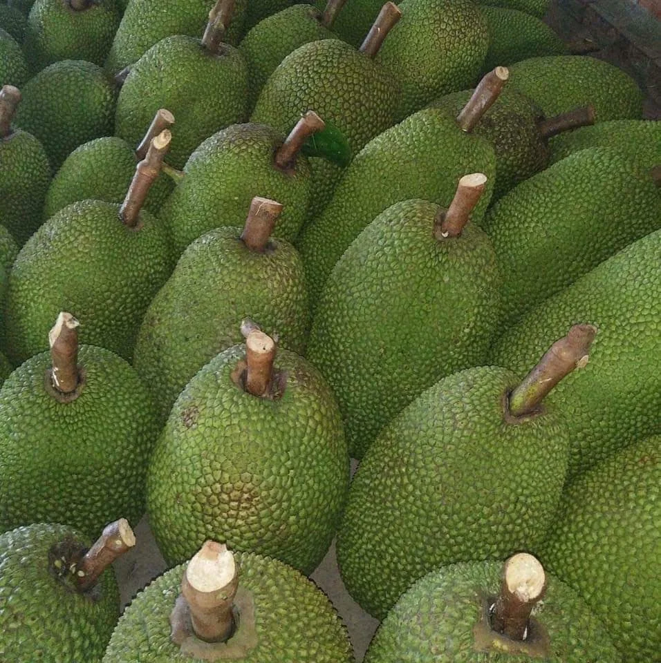 
Best Choice High Quality For Fresh Jack Fruit Shipping From Vietnam With The Gap Certification Have Sweet Taste 