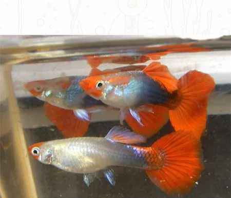 Live Tuxedo Koi Guppies For Sale -  Aquarium Fish