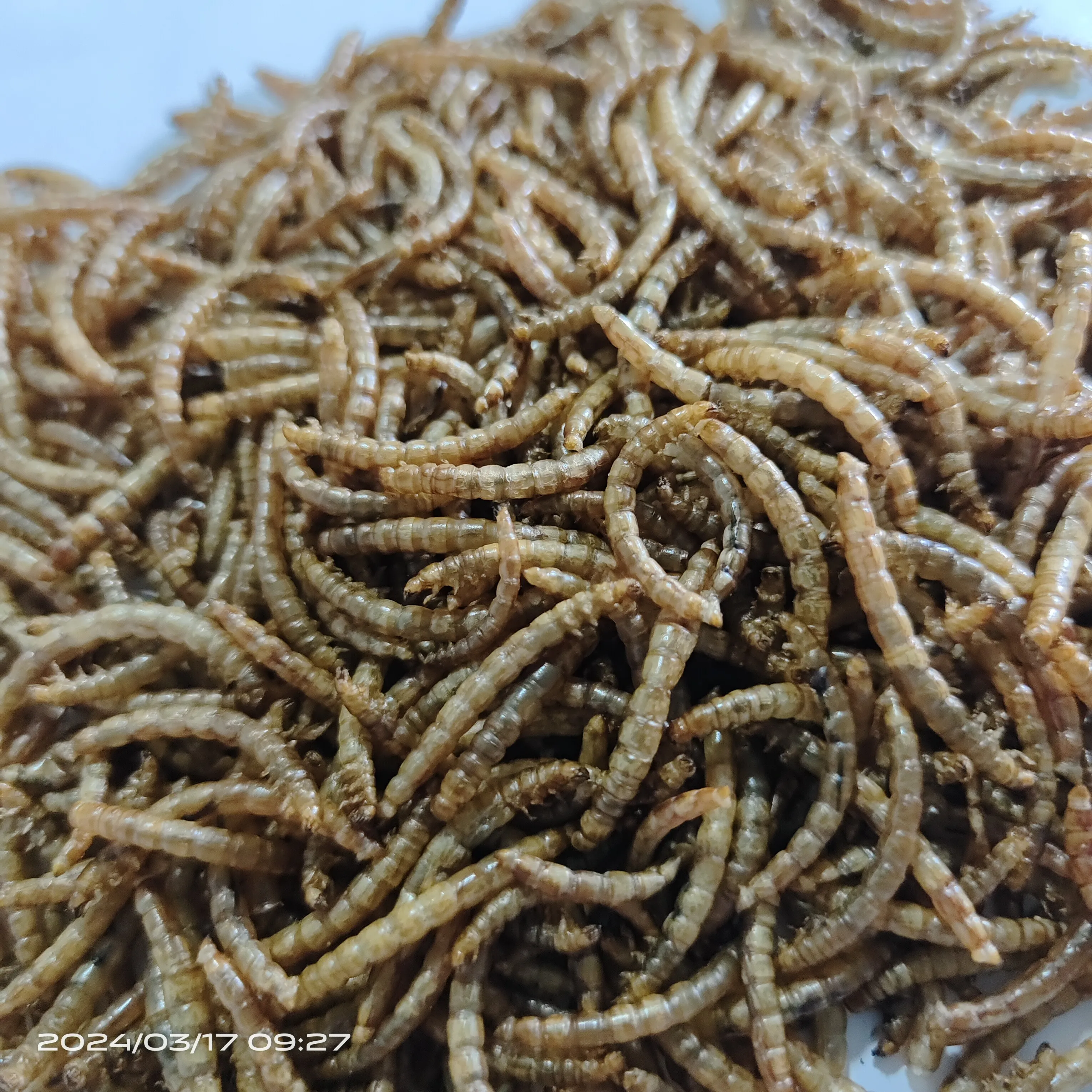Top Grade Dry Food High Nutrition Dried Mealworms for Fish