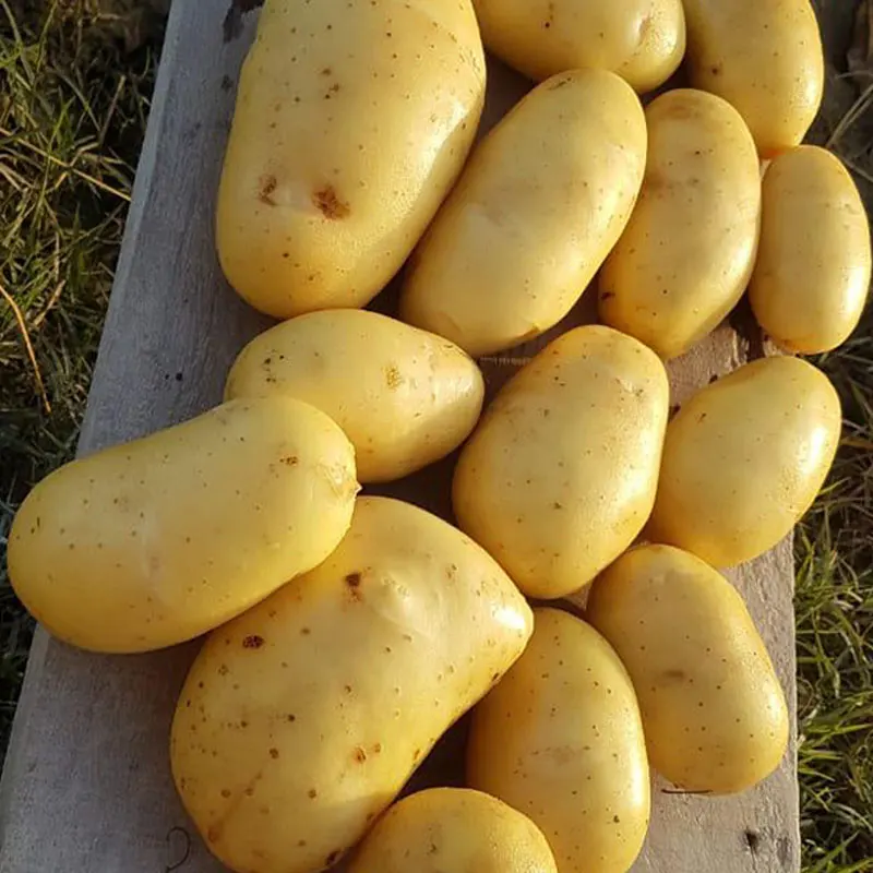 Цена на свежий картофель/поставщик картофеля/китайский свежий картофель