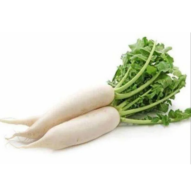 New season daikon radish vegetable CIF offer China