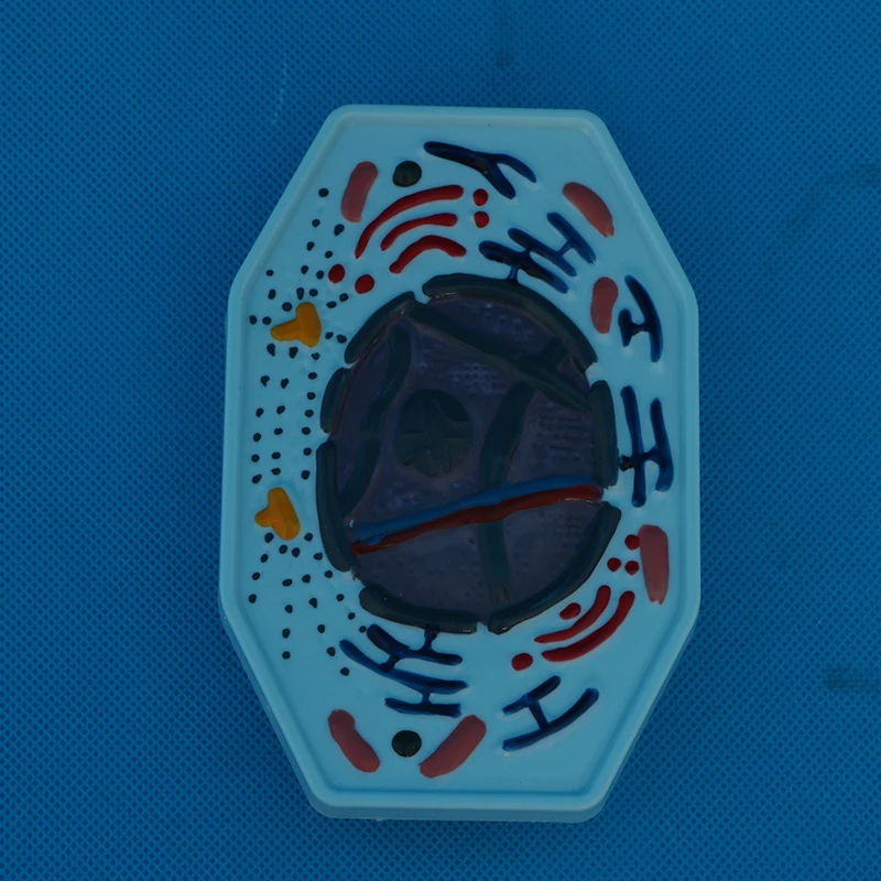 Teaching instruments: Animal and plant cell mitosis and meiosis models