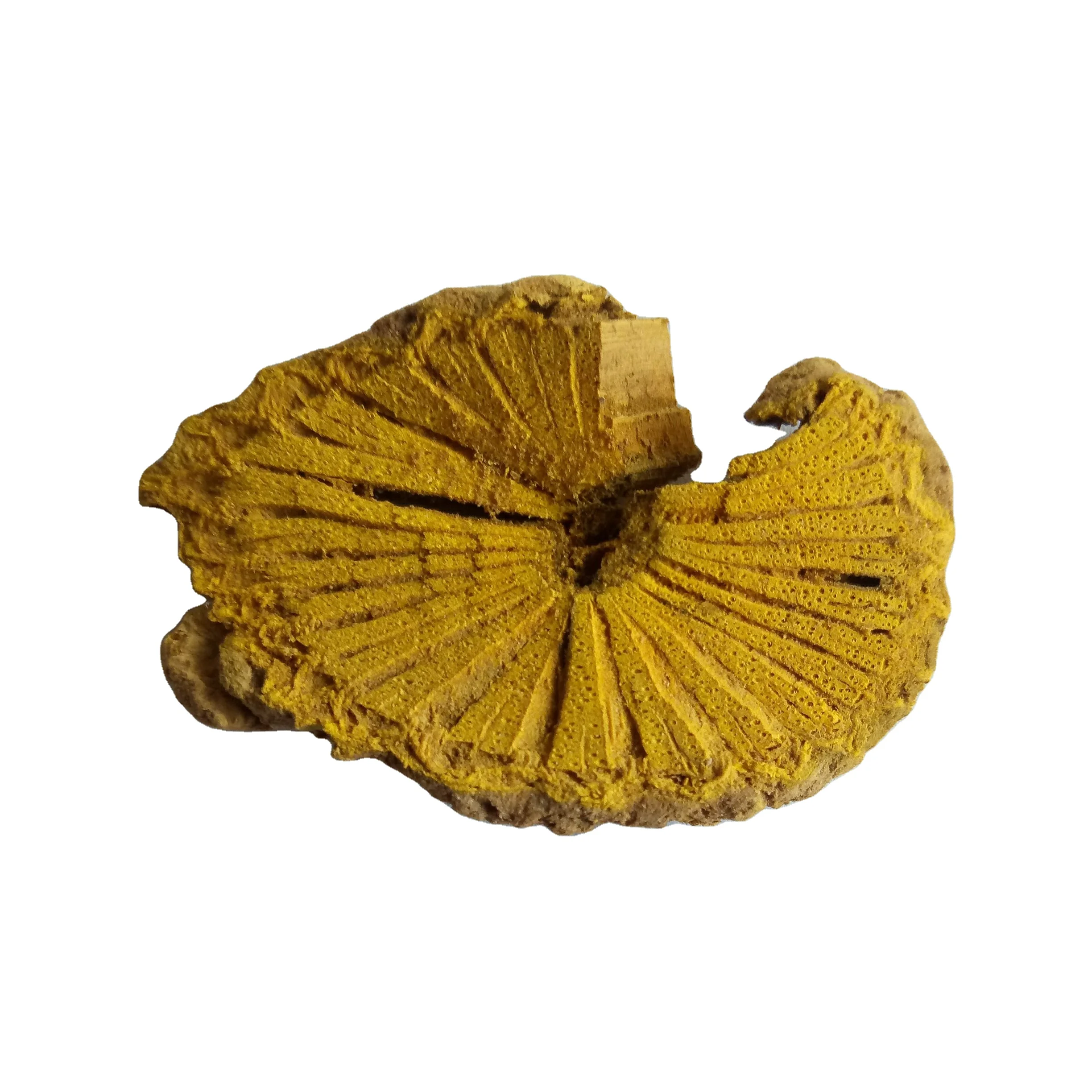 
dried botanical herb Caulis Fibraureae Common Fibraurea Stem slices 