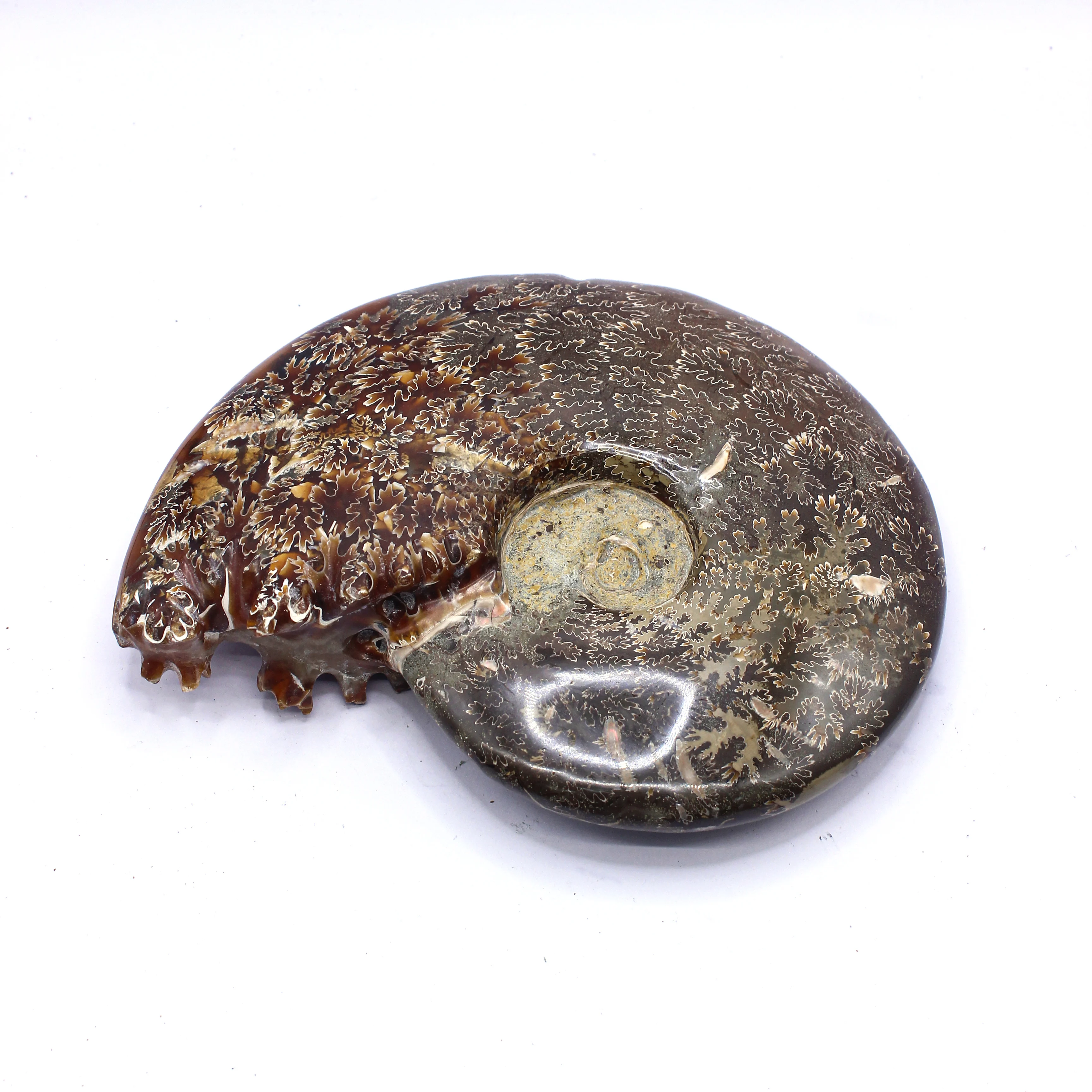 Muelson Ammonite Fossils Conch Snail Fossil Ocean Reliquiae Animal Seashell