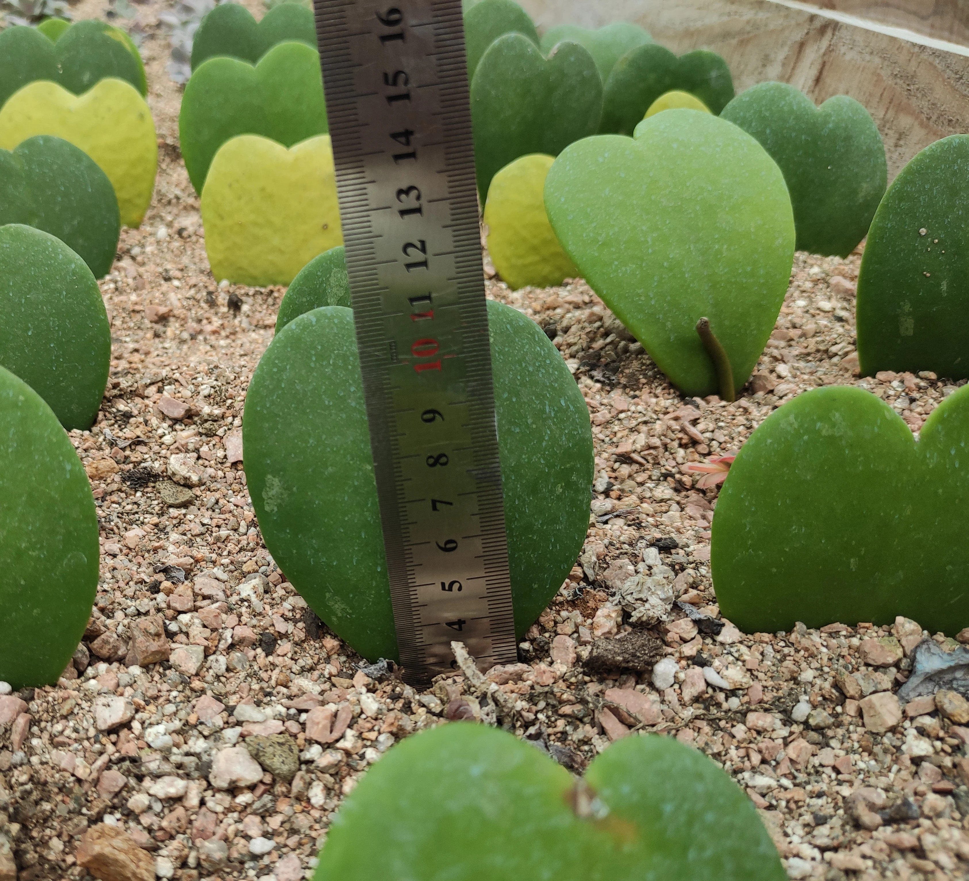 factory direct selling mini bonsai  plants heart hoya succulent for indoor home decoration