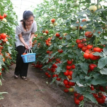 greenhouse for growing tomatoes, greenhouse for the cultivation planting of irrigation system