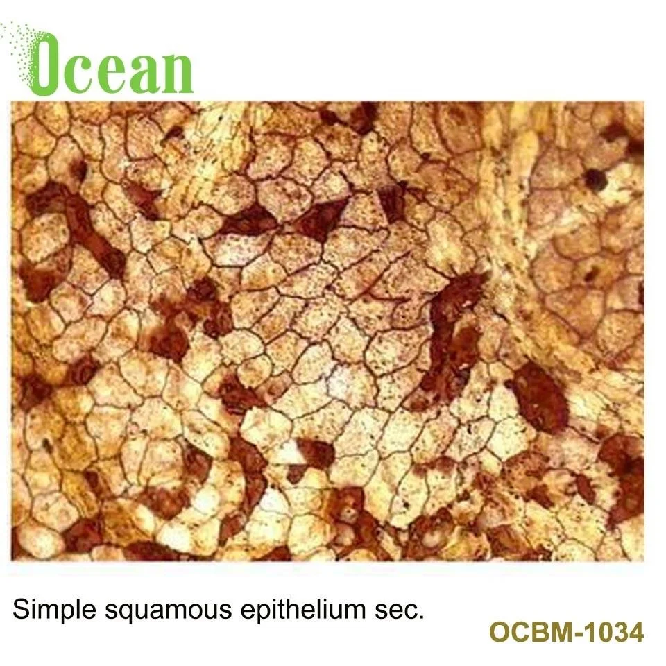 Simple squamous epithelium sec. prepared microscope slides