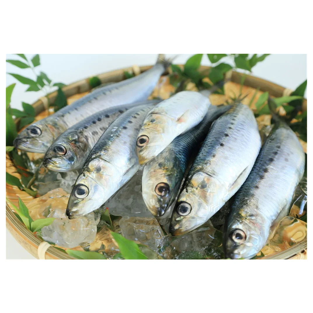 OEM small packing IQF frozen sardine fish