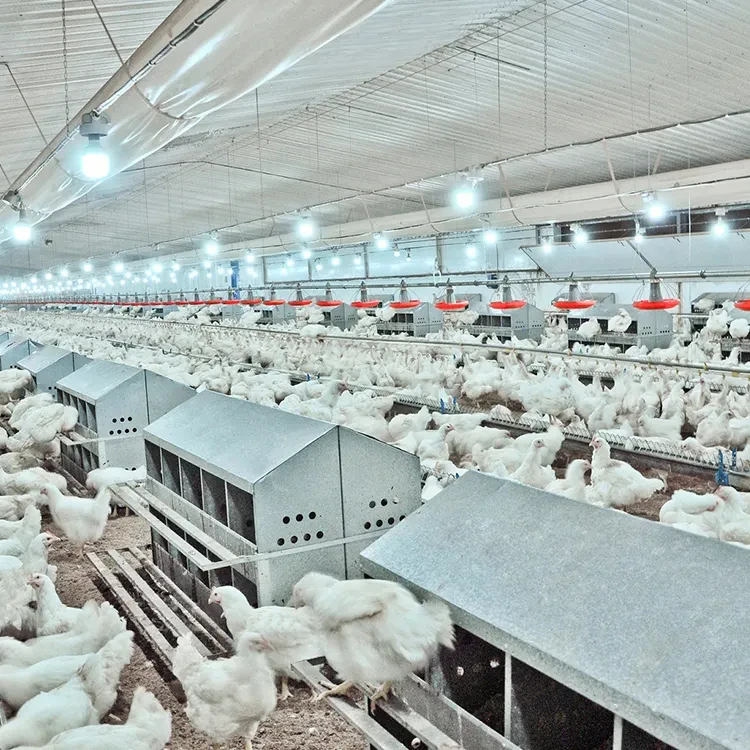 single or double storey custom made lightsteel prefabricated poultry houses for climate controlled livestock rearing