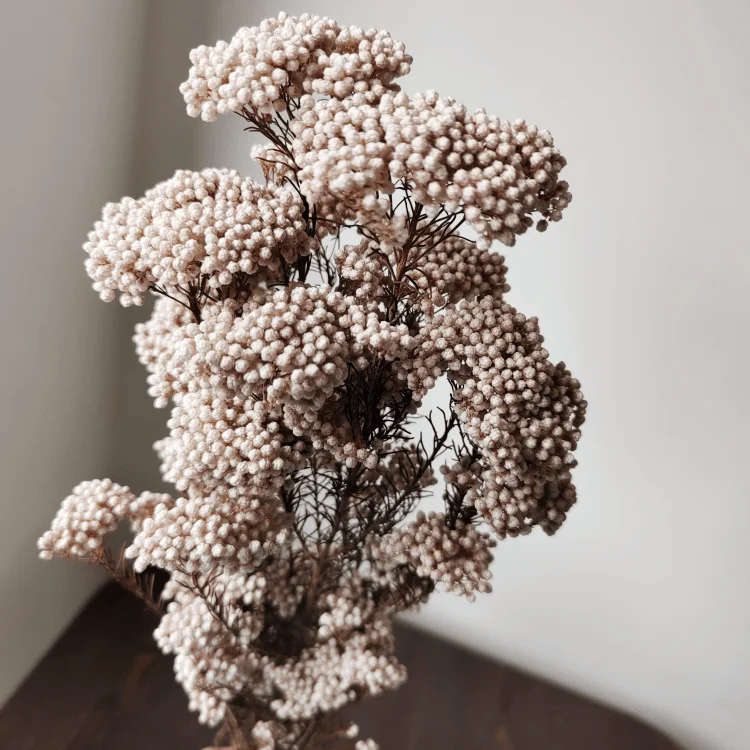 
preserved Millet flower for bouquet making and household flower arrangement preserved rice flower 