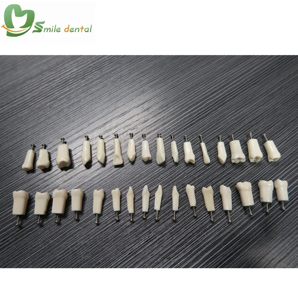 Dental Replace teeth Resin Simulation Tooth Standard Practice Screw-in Permanent Teeth Jaw Model
