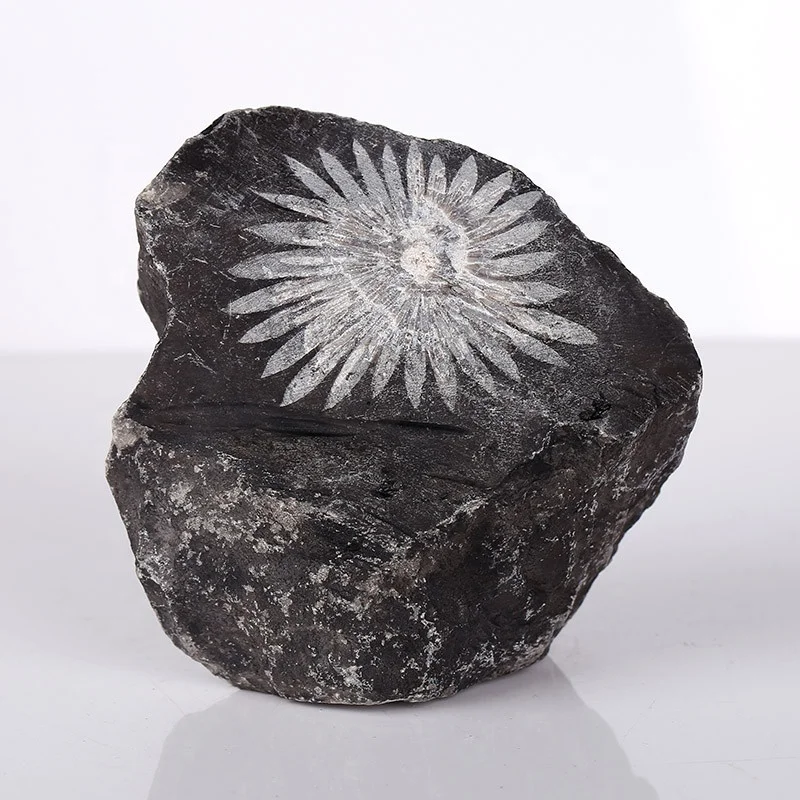 Unique Chrysanthemum Flower Stone Natural Raw Chrysanthemum Stone Crystal Mineral Specimen Gemstone Rough Stone