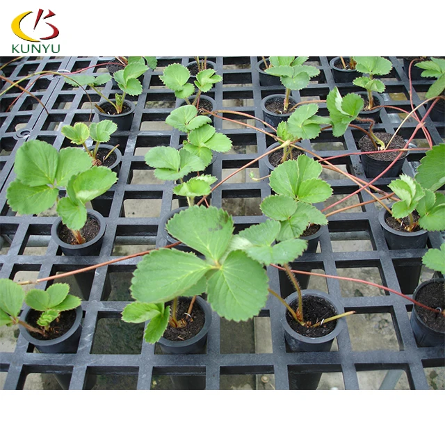 Foshan Kunyu High Quality Rolling Nursery Benches Greenhouses For Strawberries