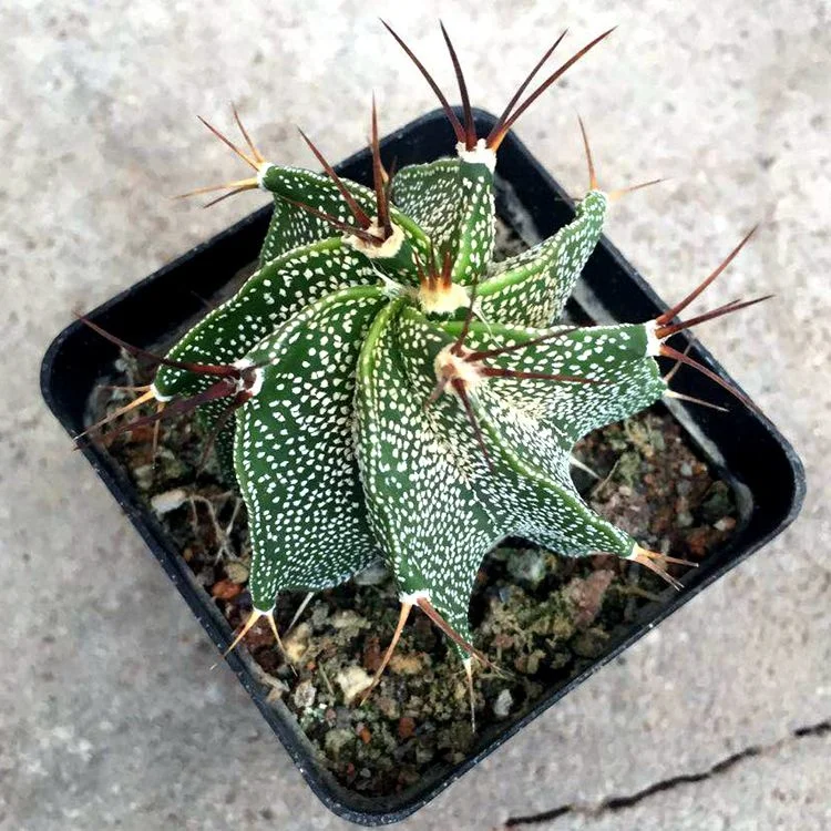 
Low price hotsale grow from seeds Astrophytum ornatum natural ornamental live plants real cactus bonsai 