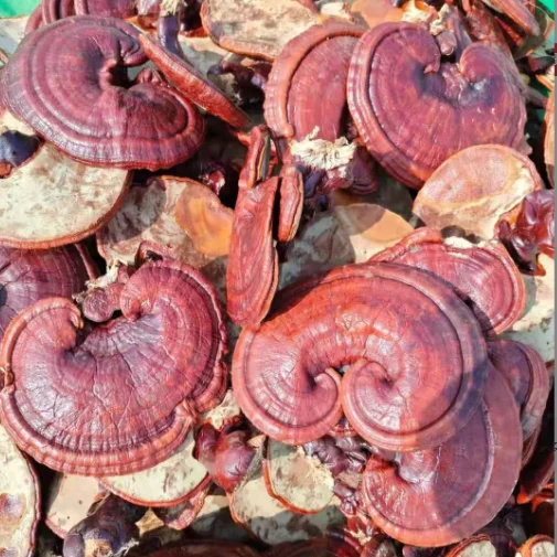 Лидер продаж, сырой цельный красный гриб reishi, гриб ganoderma lucidum reishi