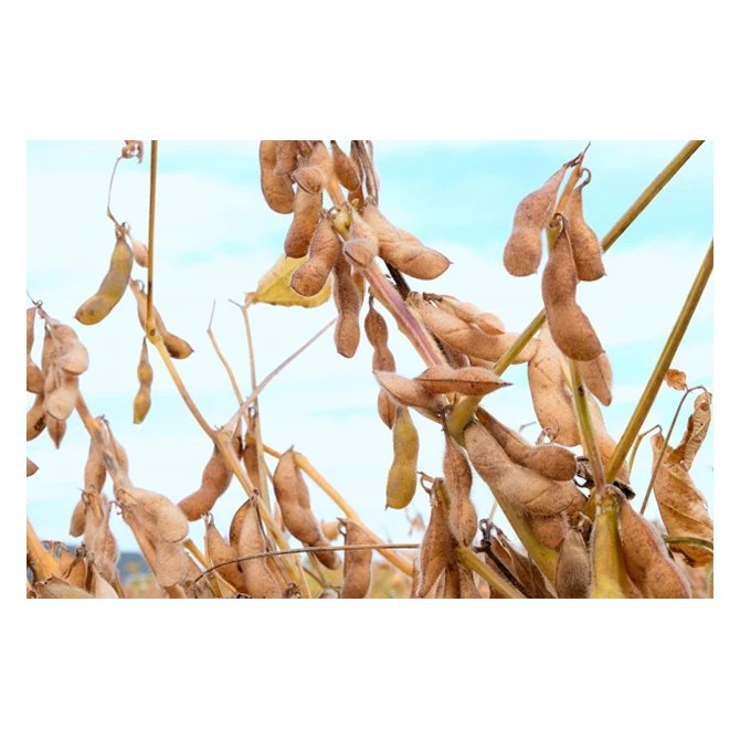 Японская сельскохозяйственная продукция соя с пухлым и приятным вкусом