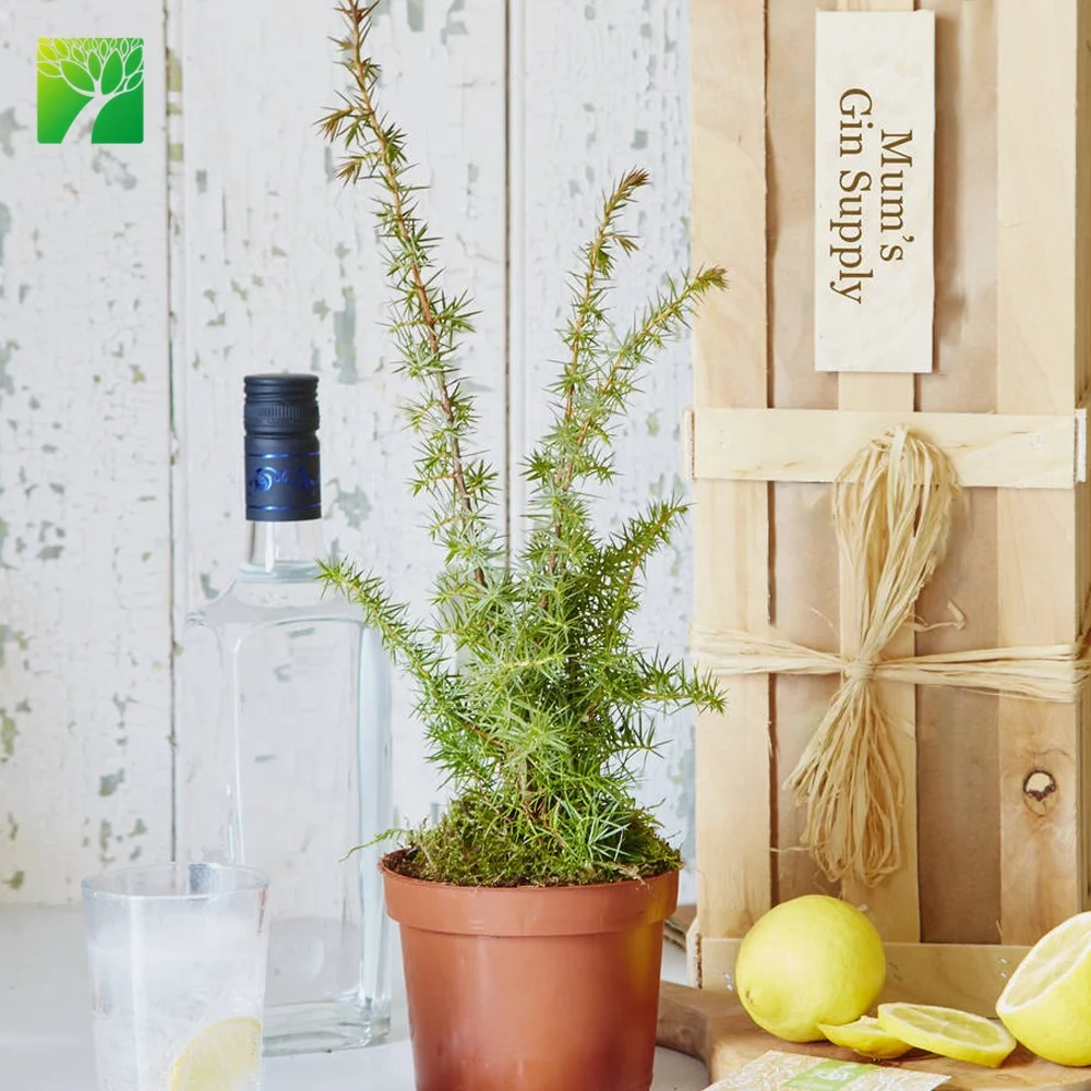 
Уникальный подарок, гигин для матери в виде кустарника, гигина, подарок, рассада фруктового дерева с деревянной подарочной коробкой 