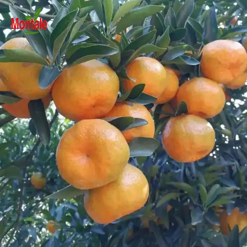 Montale China Wholesale Fresh High Quality Lokan Mandarin