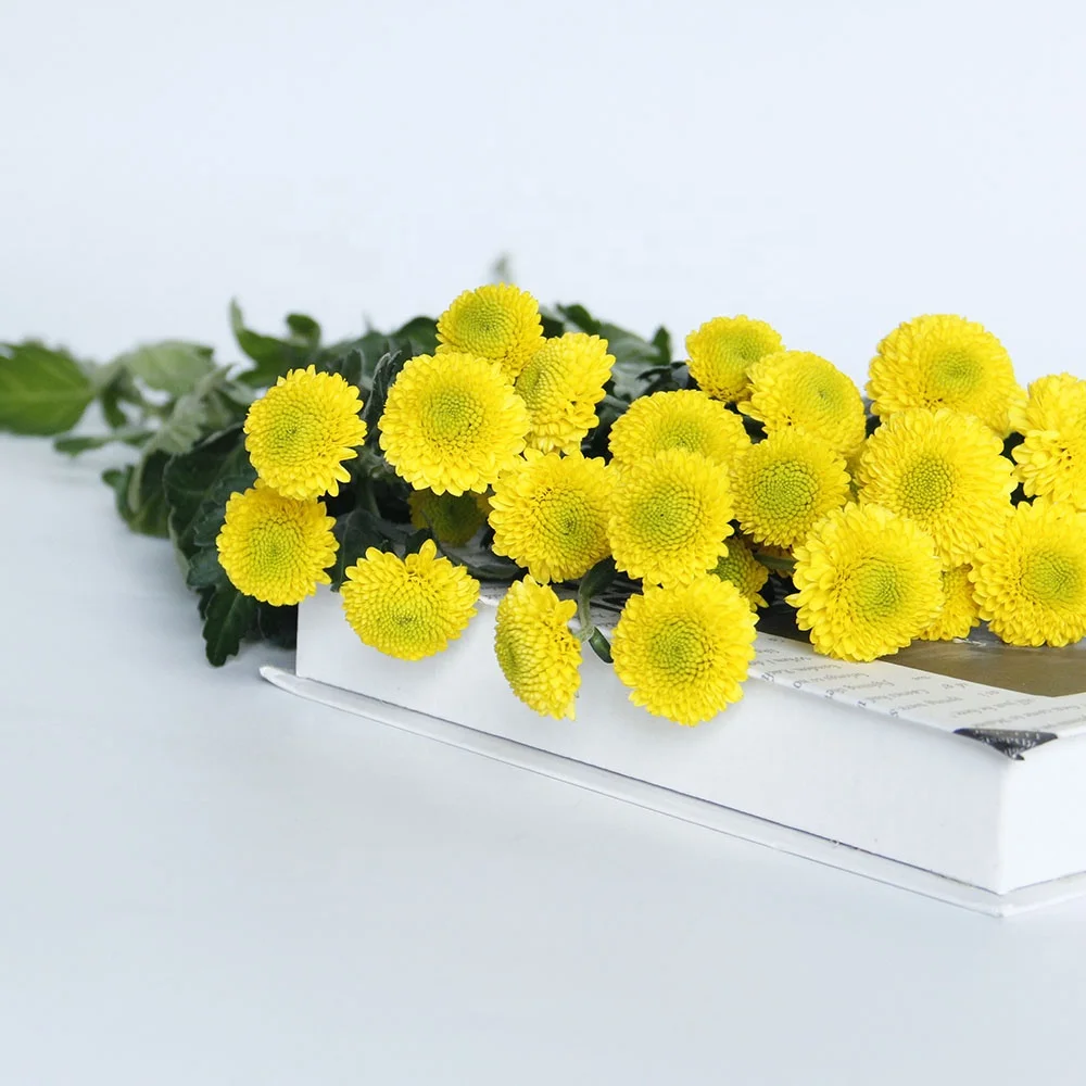 New Style Sprayed Chrysanthemums Kaku Fresh Cut Flowers Bouquet Wedding Home Decor