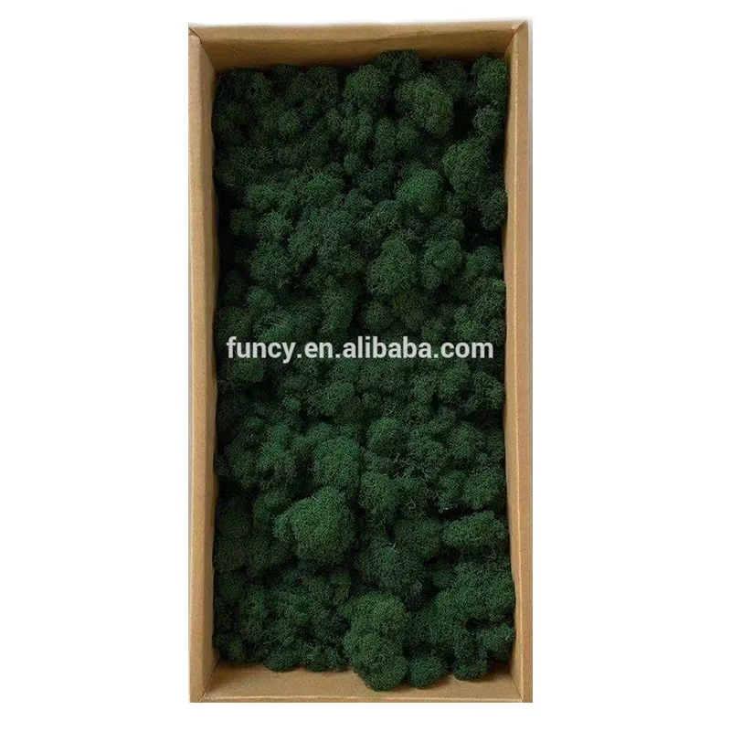 Long Lasting Home Decoration Real Preserved Moss for Wall Decor