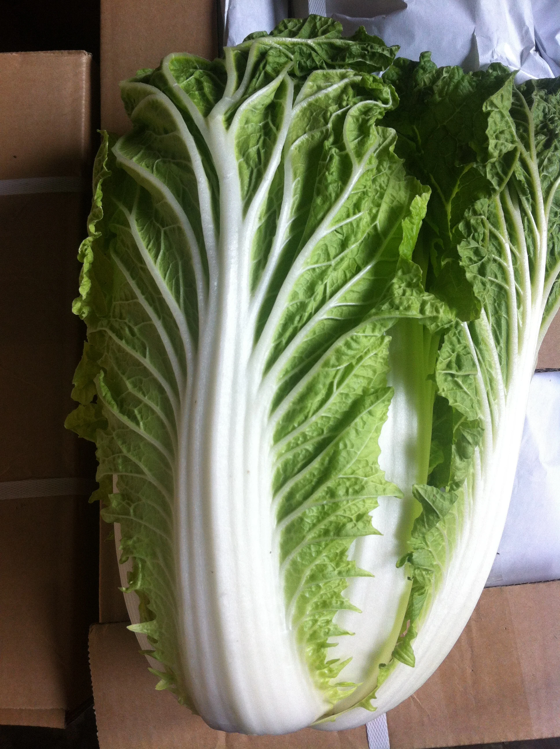 
chinese long cabbage 