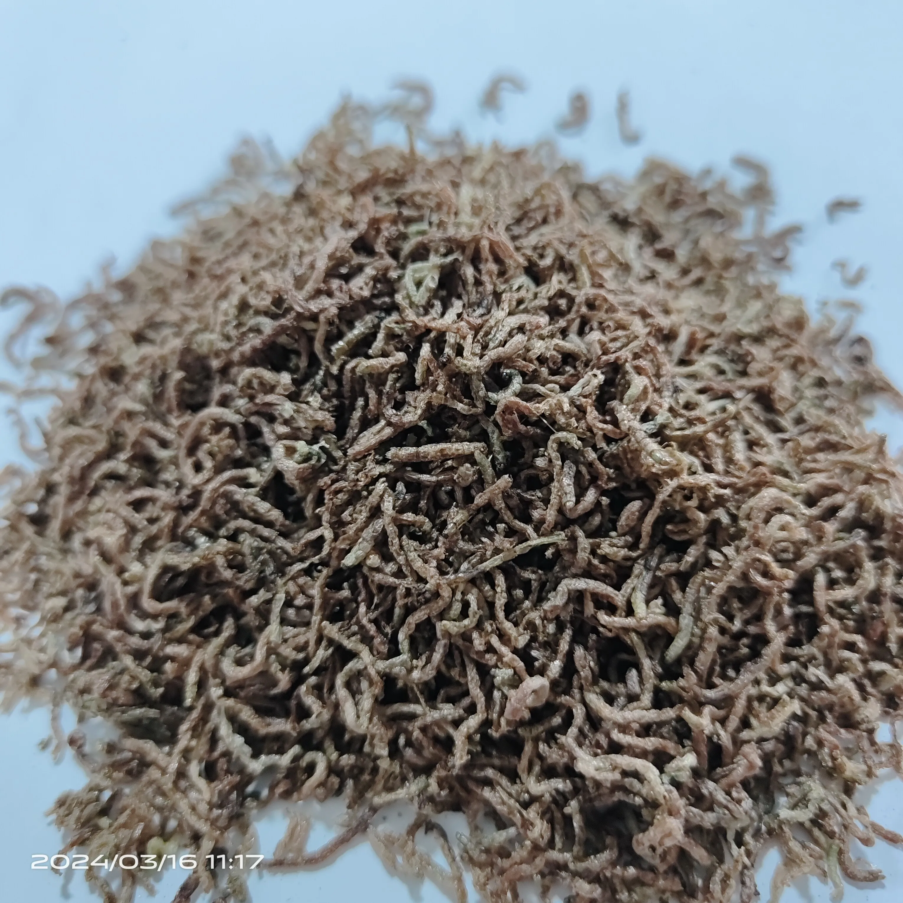 high quality high protein dried blood worms for animal feed pet food pet snack bloodworm fish food