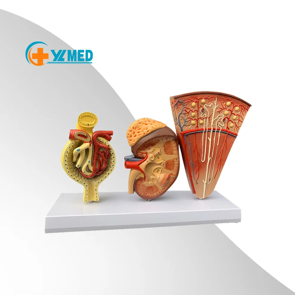 Medical science teaching resources human anatomy Anatomical Human Organs Kidney Nephron And Glomerulus Model