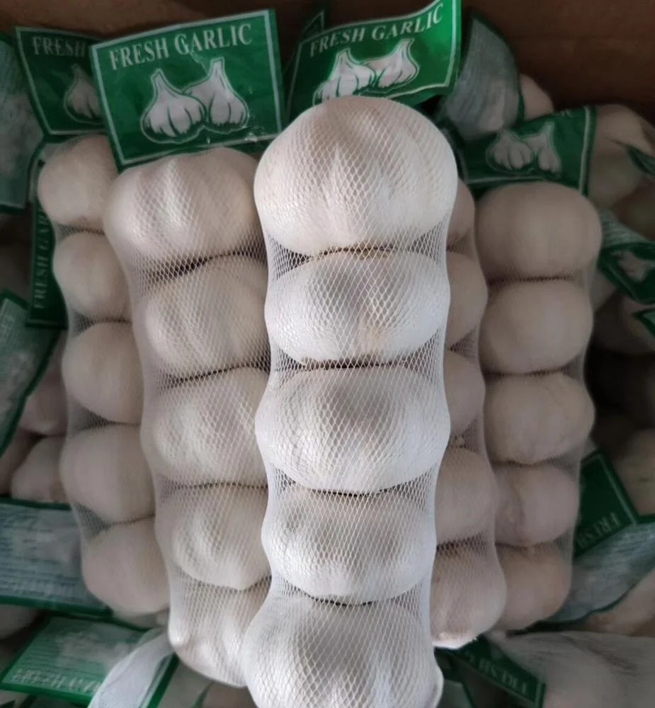 export chinese  high quality garlic black garlic fresh garlic