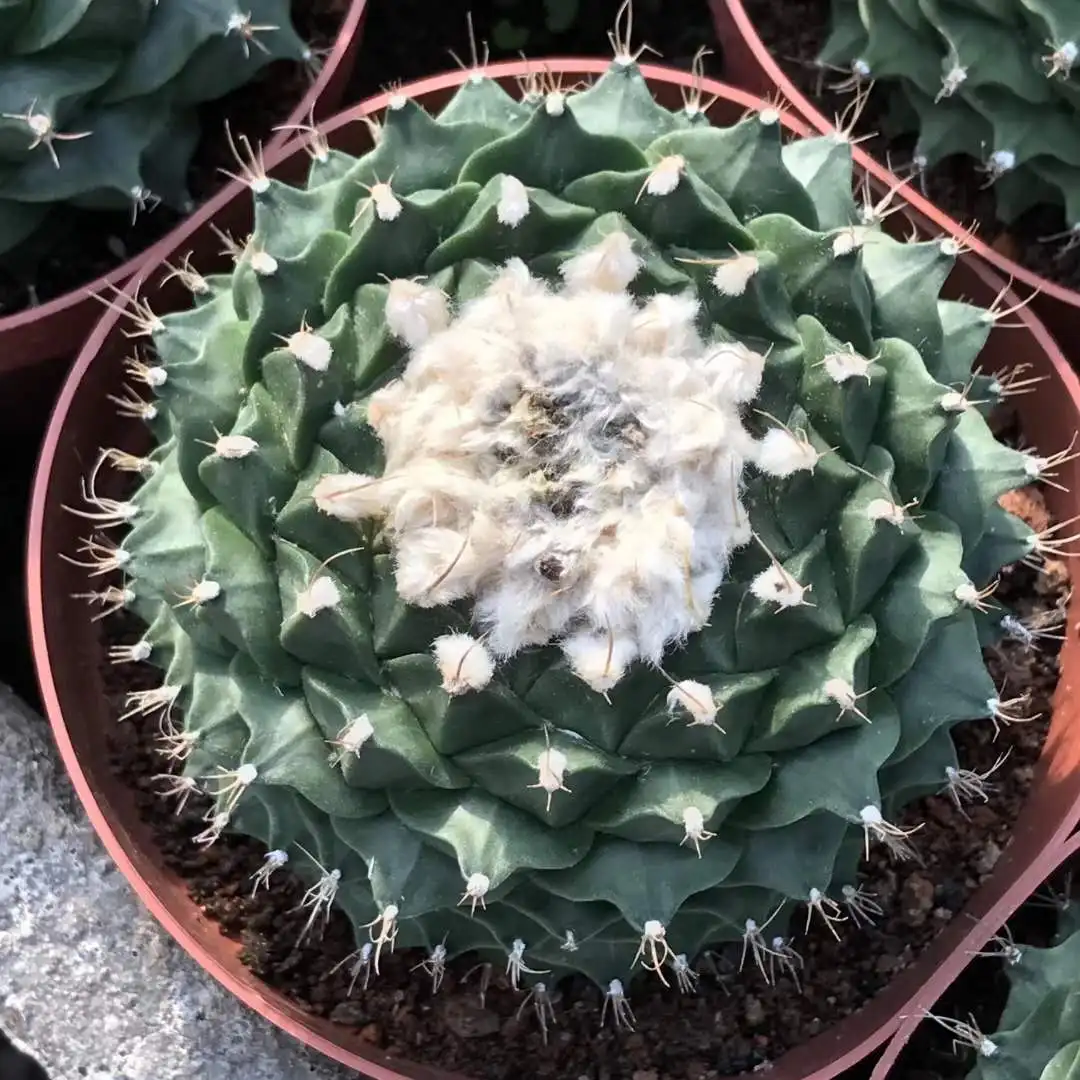 
natural cactus plant mini indoor seed Plants Nursery for sale 