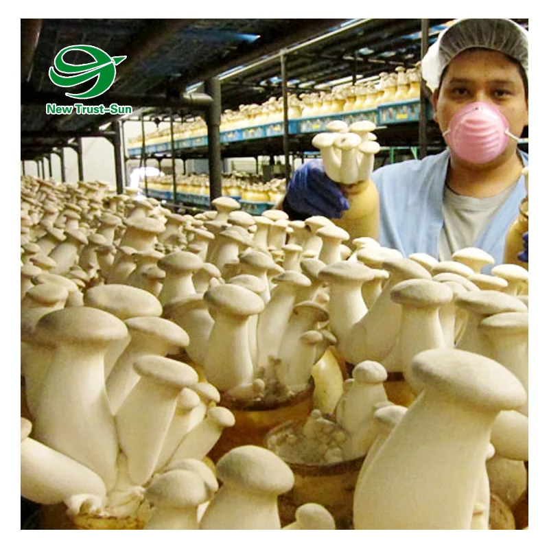 
wholesale Single-Span plastic shed shading system tunnel mushroom greenhouses 