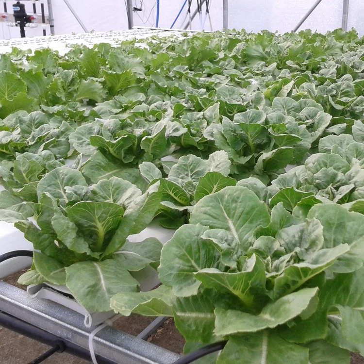 Greenhouse High Quality NFT Tubes Growing System Hydroponic PVC Pipe Vertical Channel for Selling