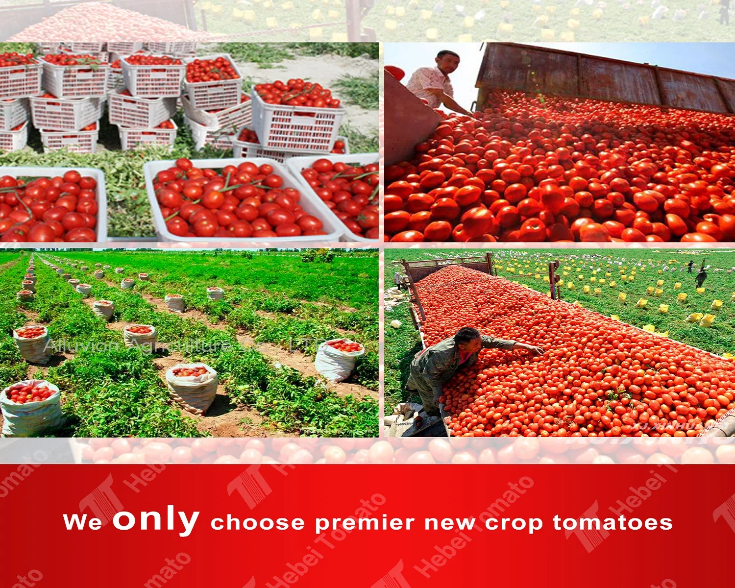 High Quality Good Price tomato sauce factory direct sale tomato ketchup