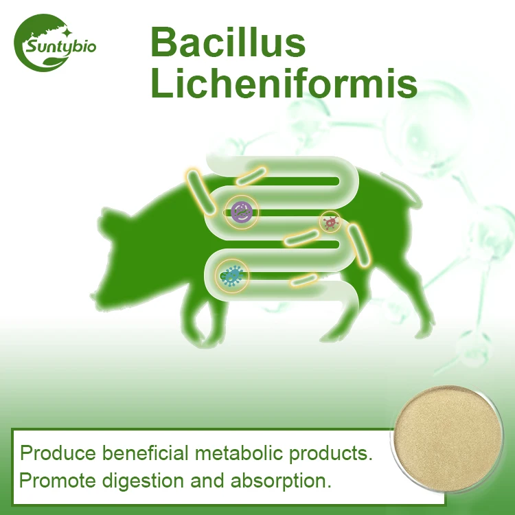 Bacillus Bacteria Bacillus Licheniformis Probiotics For Cattle