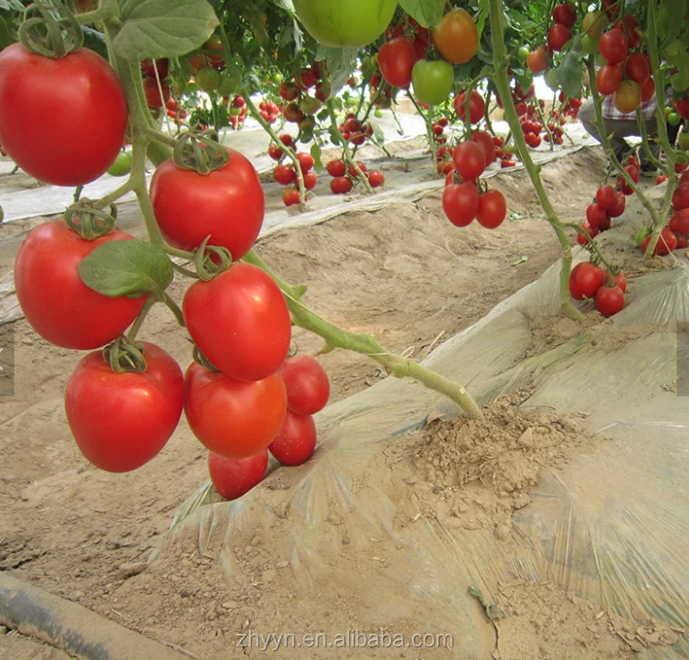  TSWV TY Nematode резистивные семена томатов с завода