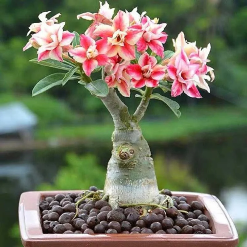  hot selling seeds Adenium Obesum desert rose flowers seed for