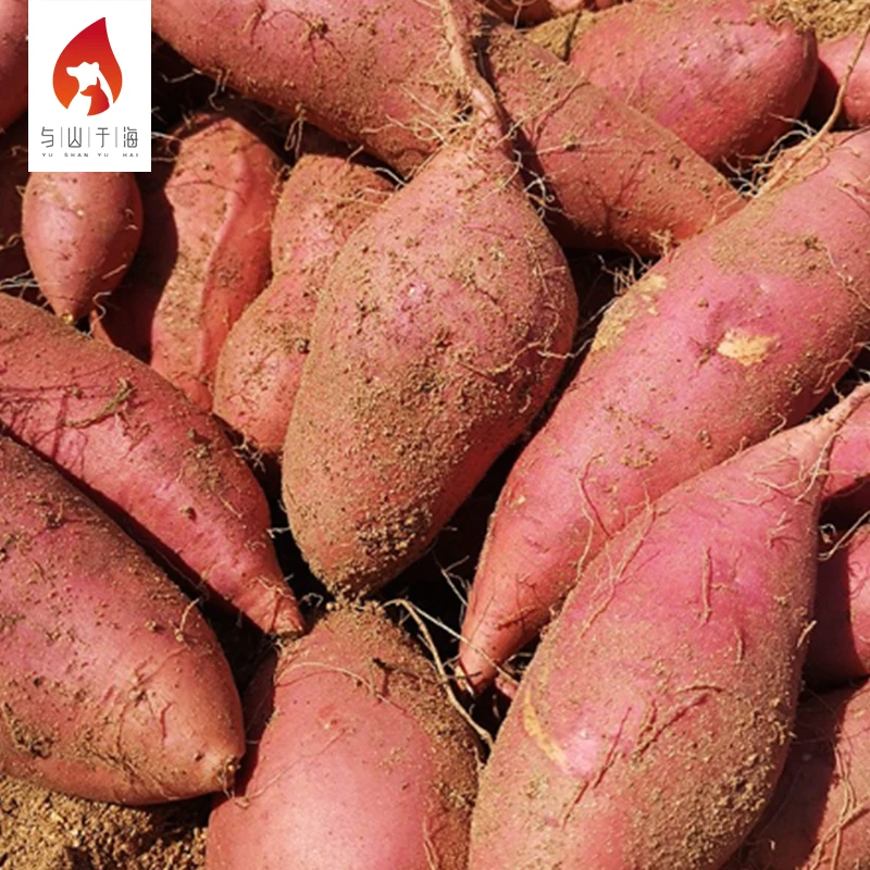 Мягкий мясистый свежий картофель, Экспорт из Китая, свежий сладкий картофель